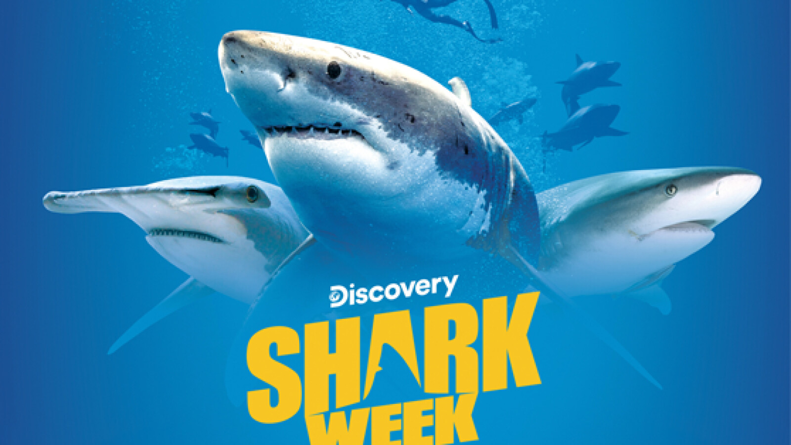 Shark Week Sendetermine & Stream März/April 2024 NETZWELT