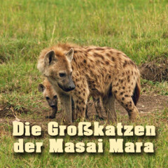 Die Großkatzen der Masai Mara: So seht ihr die 3sat-Dokumentation im TV und Stream - alle Sendetermine
