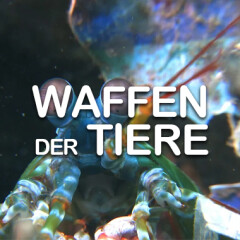 Waffen der Tiere: So seht ihr die 3sat-Dokumentation im TV und Stream - alle Sendetermine
