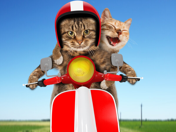 Weltkatzentag 2019 Die Lustigsten Und Süßesten Katzen Gifs