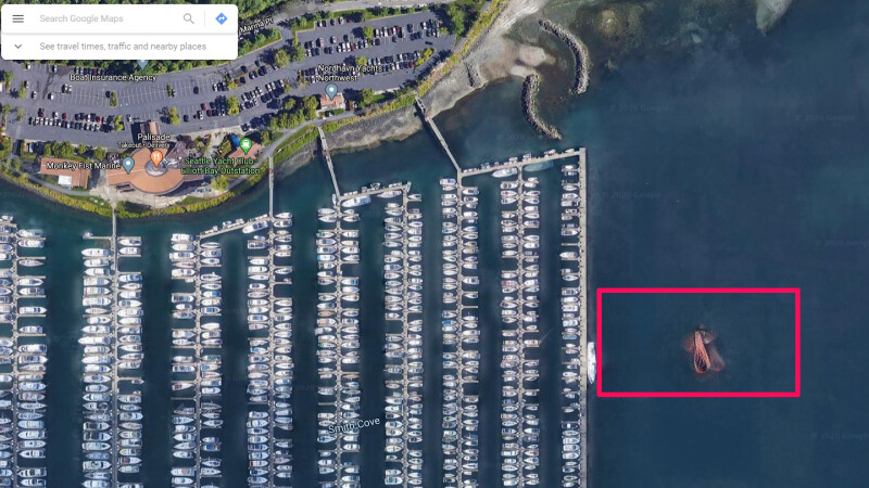 Google Maps: Giant dragonfly spotted off Seattle