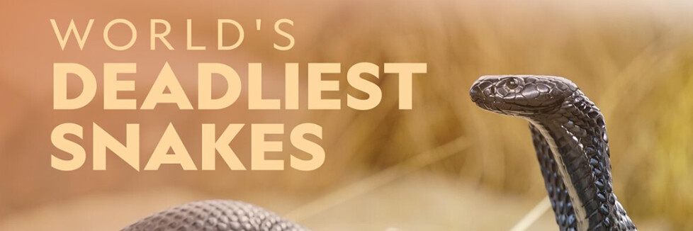 Das tödliche Reich der Schlangen: Sendetermine & Stream im Oktober und November 2025