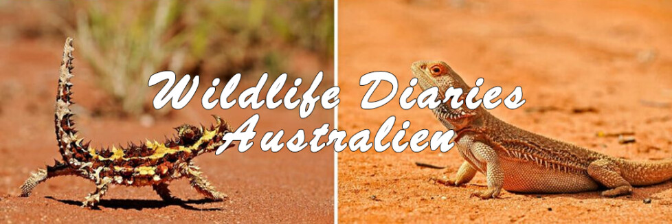 Wildlife Diaries Australien, Sendetermine & Stream