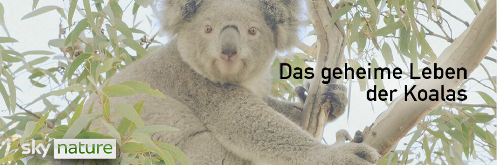 Das geheime Leben der Koalas: Sendetermine & Stream im November und Dezember 2025