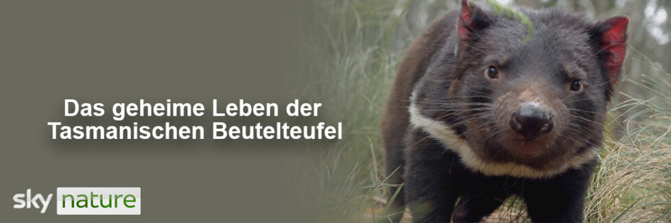 Das geheime Leben der Tasmanischen Beutelteufel: Sendetermine & Stream im November und Dezember 2025