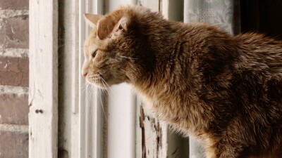 streaming this is us